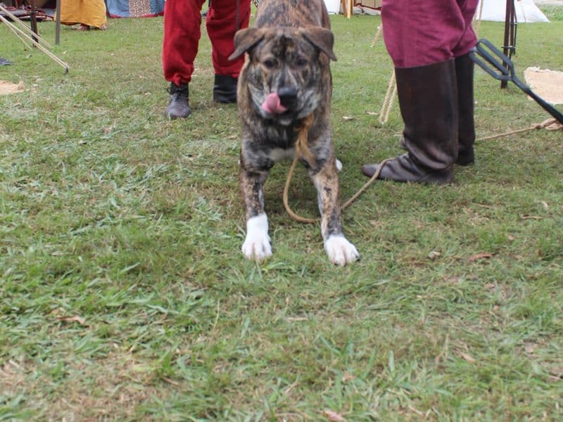 Rusland Encampment, Abbey Medieval Festival 2026.  Photography by Mel Lane